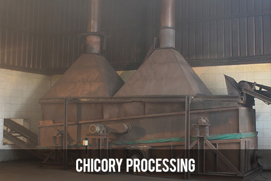 Chicory Processing